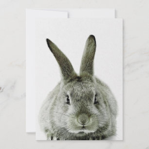 black and white rabbit  gift for rabbit lover holiday card