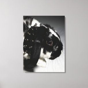 Black and white rabbit with studded collar canvas print