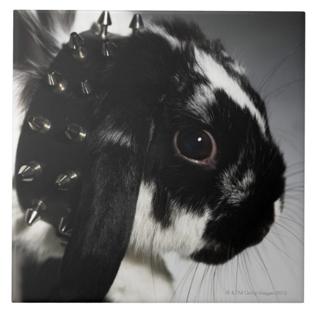Black and white rabbit with studded collar tile (Front)