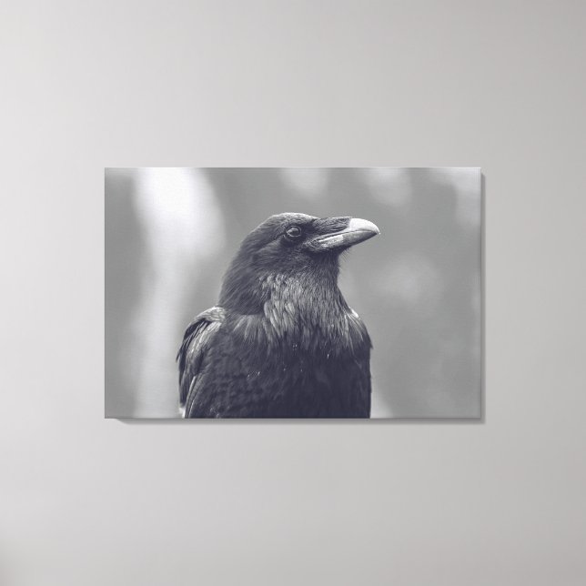 Black and White Raven Portrait  Canvas Print (Front)
