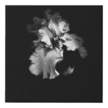 Black and White Realistic Iris Canvas