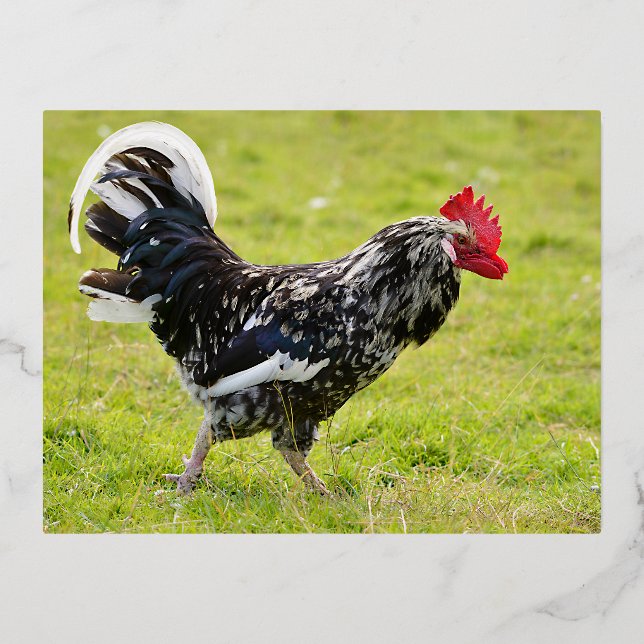 Black and white rooster walking on grass foil holiday postcard (Front)