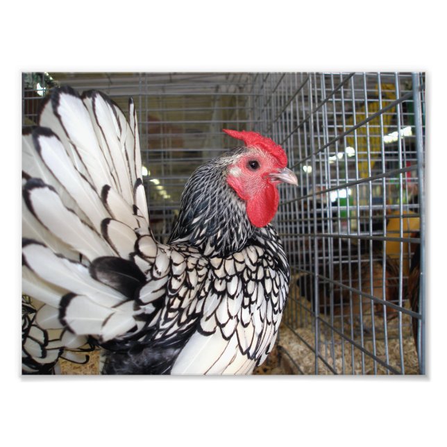 Black and White Rooster with Tail Shown in Cage Photo Print (Front)