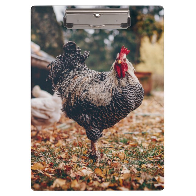 Black and White Rooster with Two Hens in Nature Clipboard (Front)