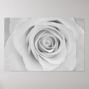 Black and white rose flower Poster