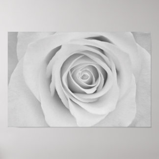 Black and white rose flower Poster