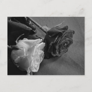 Black and White Rose Postcard