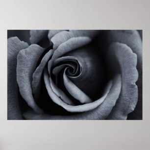 Black and White Rose Poster