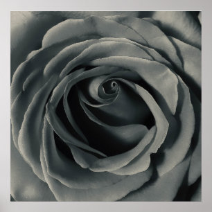 Black and White Rose Poster