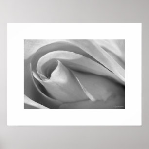 Black and White Rose Poster Poster Print
