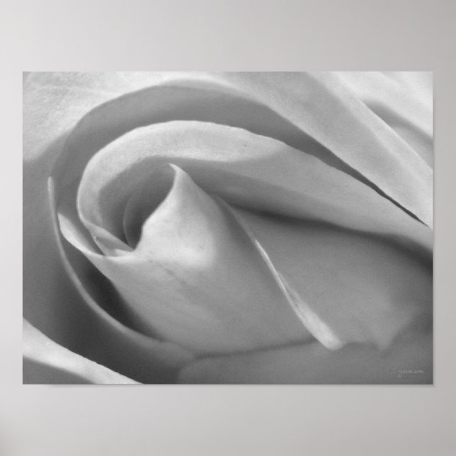 Black and White Rose Poster Print (Front)