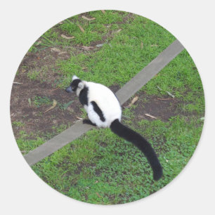 Black-and-white Ruffed Lemur #3 Stickers