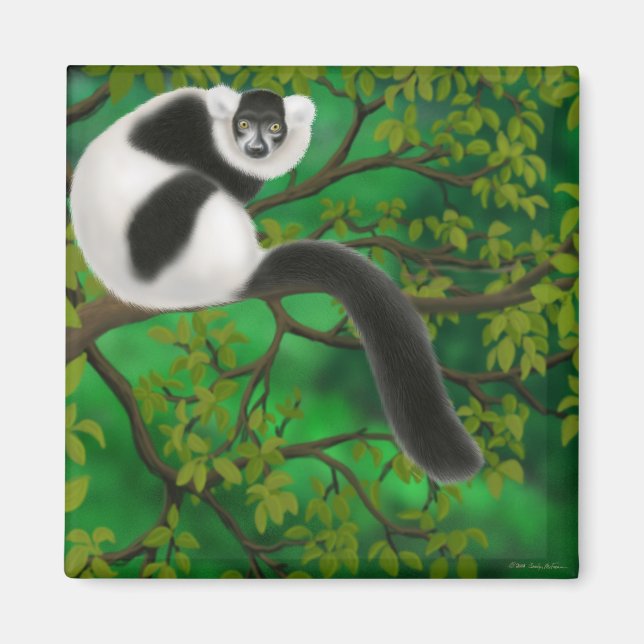 Black and White Ruffed Lemur Magnet (Front)