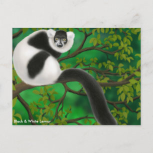 Black and White Ruffed Lemur Postcard