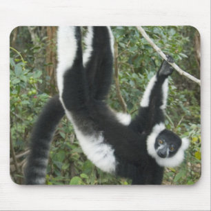 Black and White Ruffed Lemur, (Varecia Mouse Pad