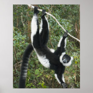 Black and White Ruffed Lemur, (Varecia Poster