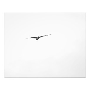 Black and White Seagull Photo