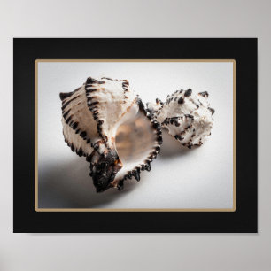 Black and White Seashell Tropical Printable Art  Poster