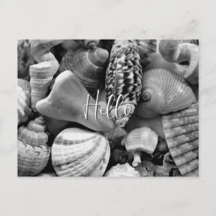 Black and White Seashells Blank Postcard