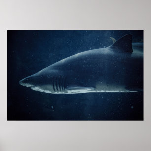 BLACK AND WHITE SHARK UNDERWATER POSTER