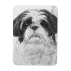 Black and White Shih Tzu Art