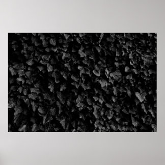 Black and white shot of thick ivy leaf plant poster