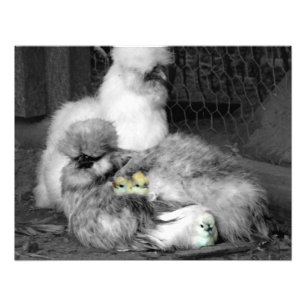 Black and White Silkie Chickens with yellow Chicks Photo Print