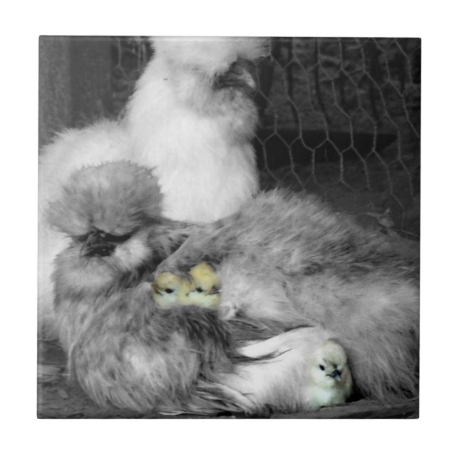 Black and White Silkie Chickens with yellow Chicks Tile (Front)