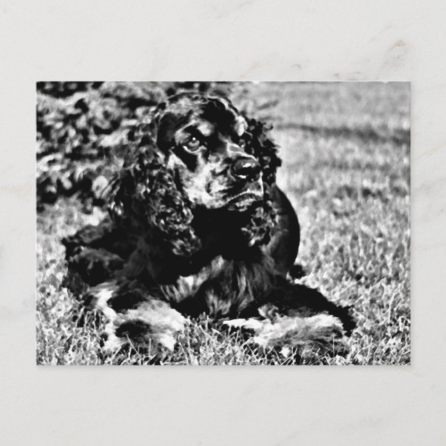 Black and White Sketch of a Cocker Spaniel Postcard (Front)