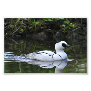 Black and White Smew or Sea Diving Duck Waterfowl Photo Print