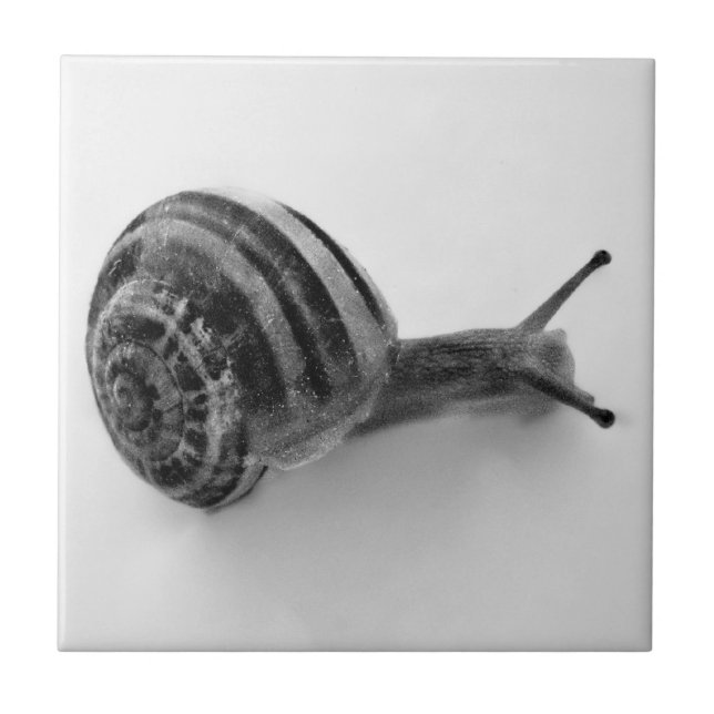 Black and white snail tile (Front)
