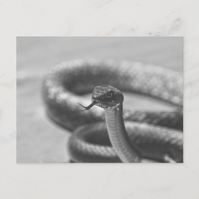 Black and White Snake Postcard (Front)