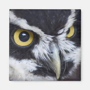 Black and White Spectacled Owl Magnet