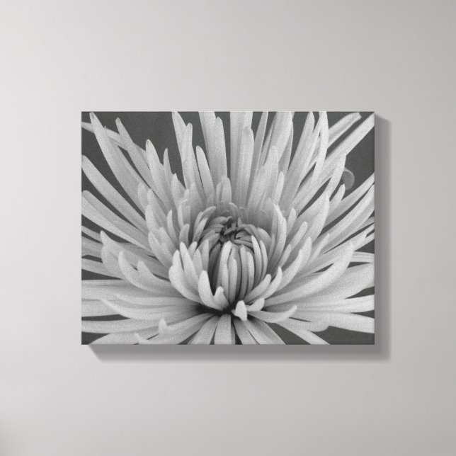 Black and White Spider Chrysanthemum Flower Canvas Print (Front)