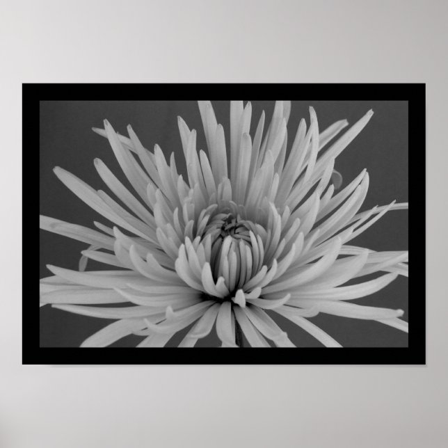 Black and White Spider Mum Poster (Front)
