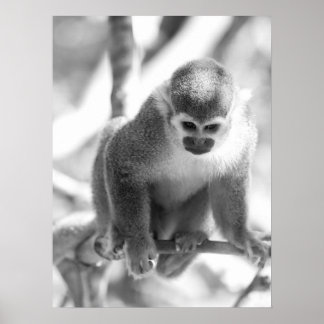 Black and White Squirrel Monkey Wildlife Poster