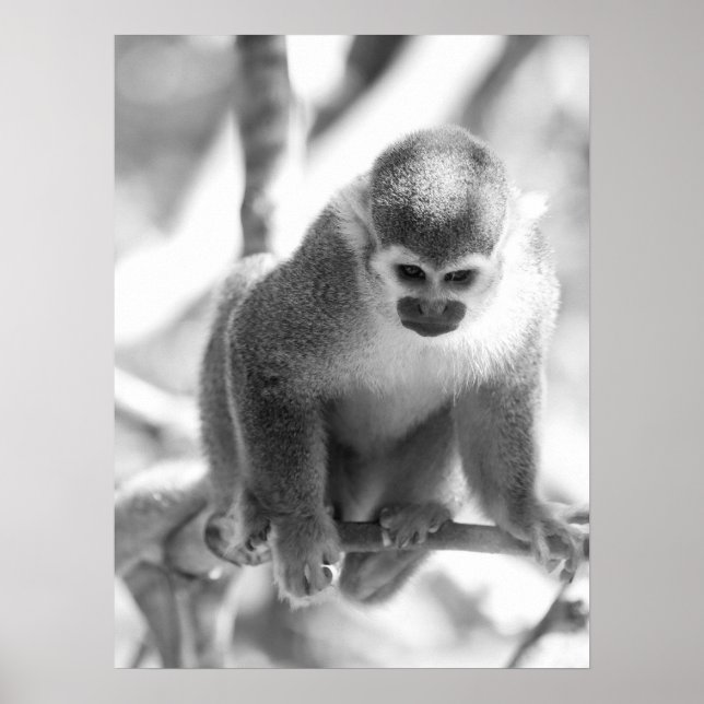 Black and White Squirrel Monkey Wildlife Poster (Front)
