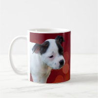 Black And White Staffordshire Bull Terrier Puppy,