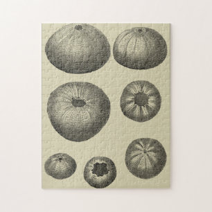 Black and White Starfish Jigsaw Puzzle