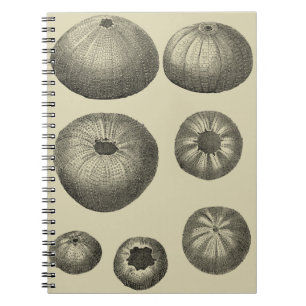 Black and White Starfish Notebook