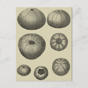 Black and White Starfish Postcard