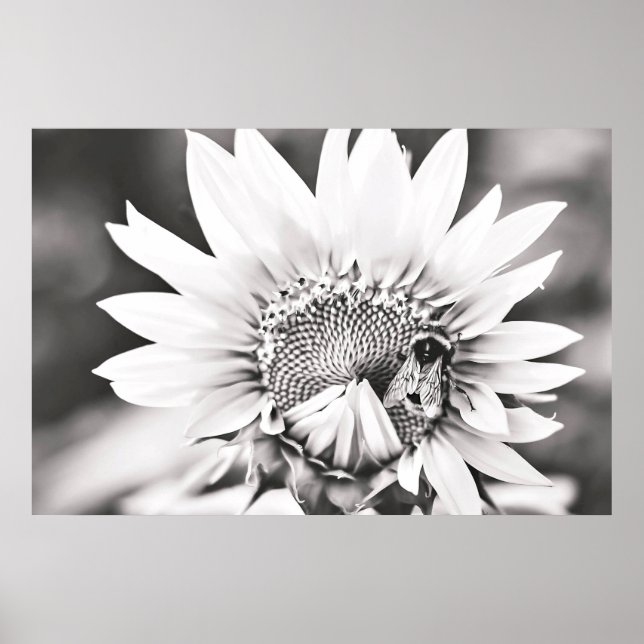 Black and White Sunflower and Bee Poster (Front)