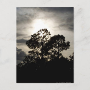 Black and white surreal photograph of pine trees postcard