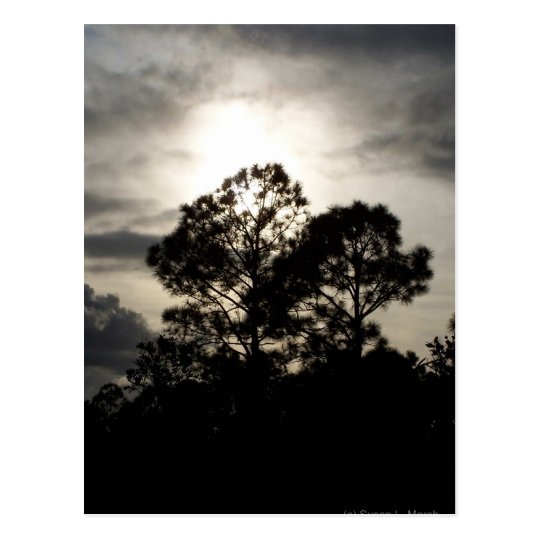 Black and white surreal photograph of pine trees postcard