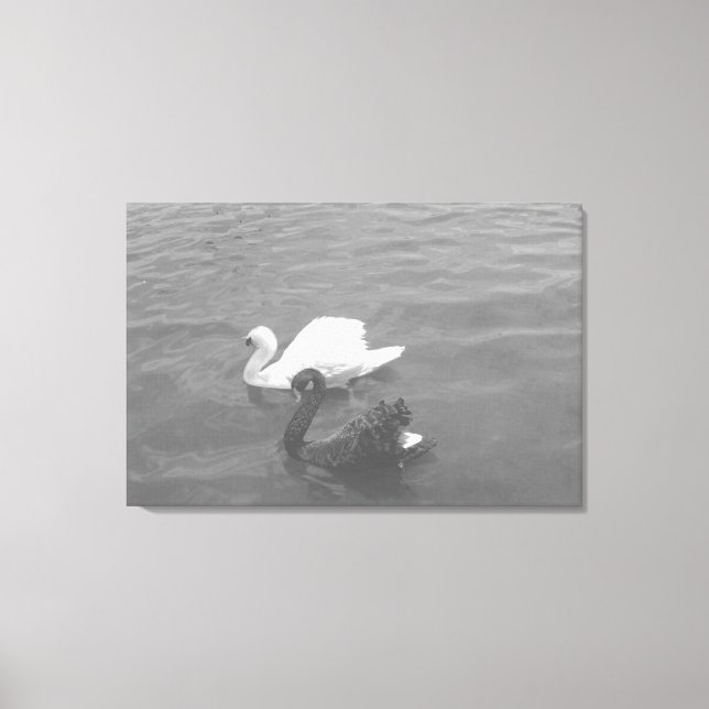 Black and White Swan Couple on a Lake Canvas Print (Front)