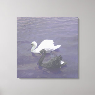 Black and White Swan Couple on a Lake Canvas Print