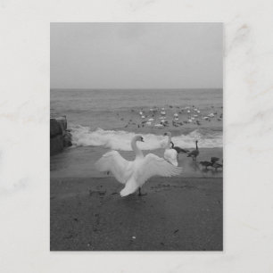Black and White Swans and Birds on Lake Ontario Postcard