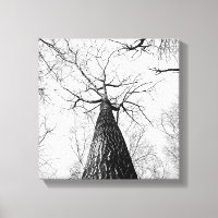 Black and White Tall Trees Forest