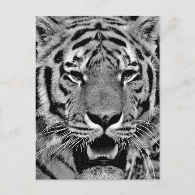 Black and White Tiger Face Postcard (Front)