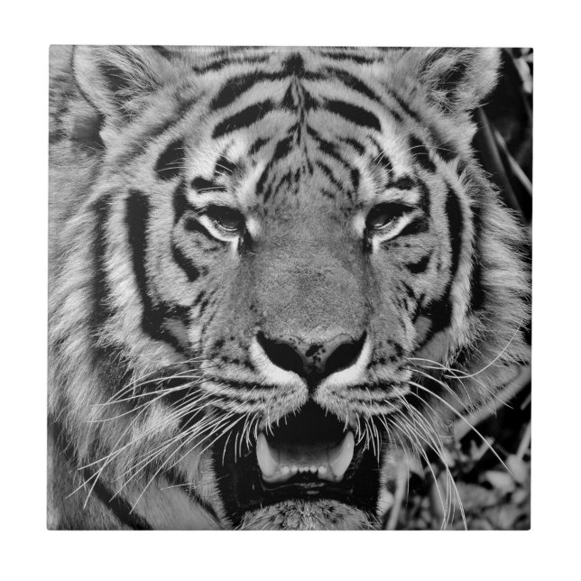 Black and White Tiger Face Tile (Front)